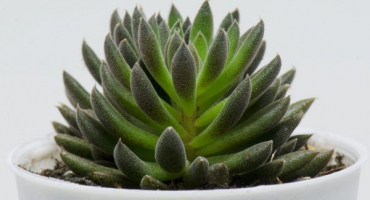 Sinokrassula yunnan je krásná miniaturní sukulentní rostlina